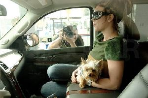 Britney Spears : Britney Spears And Furry Dog In Car2