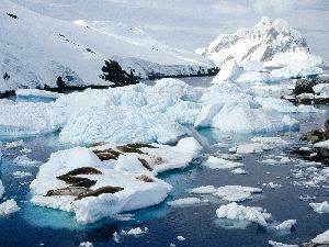 Antarctica : Crab-Eater Seals, Peterman Island, Antarctic Peninsula