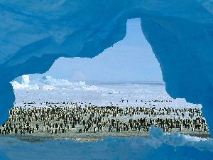 Antarctica : Atka Bay, Weddell Sea, Antarctica