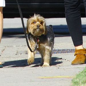 Natalie Portman cute puppy dog