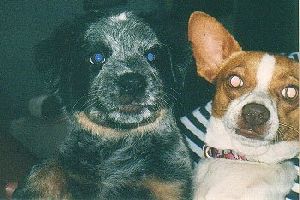 Animals Dogs : Blue Heeler   Jack Russel X