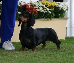 Animals Dogs : Dachshund  Smooth Haired