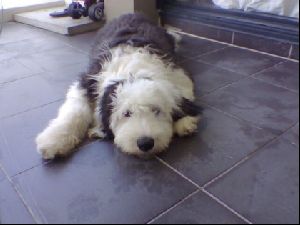 Animals Dogs : Lazy dog - old english sheepdog