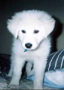 Animals Dogs : Maremma Sheepdog