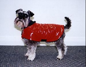 Animals Dogs : Miniature Schnauzer