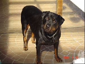 Animals Dogs : Rottweiler