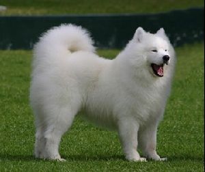 Animals Dogs : Samoyed dog