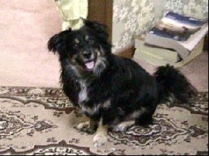 Animals Dogs : Sheltie x Maltese