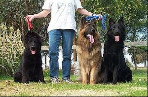 Animals Dogs : Three colors OF German Shepherds