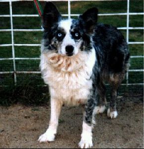 Animals Dogs : white Koolie