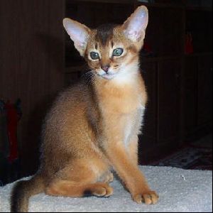 Animals Cats : Abyssinian