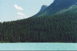 Cities Canada : Undisturbed pine forest on the shore of Lake Louise.