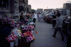 Cities Europe Albania : Flower market.