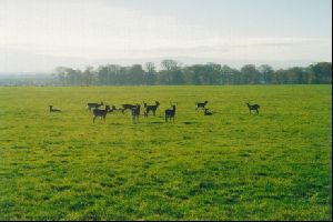 Cities Europe Ireland : Phoenix Park also has a large stag population