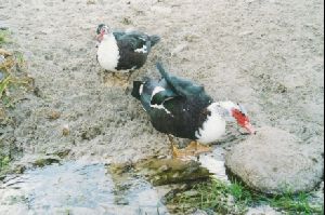 Cities Europe The United Kingdom : Some birds we found along the way