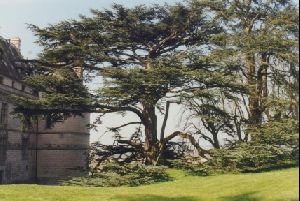 Cities Europe France : A giant tree at Chaumont Château