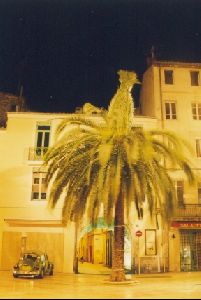 Cities Europe France : palm tree in the Place du Marché