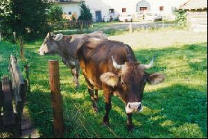 Cities Europe Germany : Alpine cattle, complete with cow bells