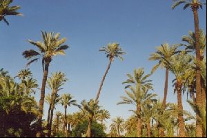 Cities Africa Morocco : A palm grove near the hotel