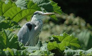 Cities thailand : A grey Heron watching