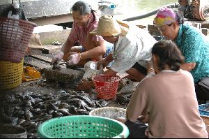 Cities thailand : The family along the klong working together cleaning the fish.