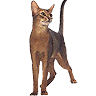 PHPBB cat-breeds : Abyssinian