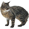 PHPBB cat-breeds : American Bobtail