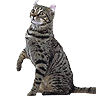 PHPBB cat-breeds : American Curl