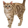 PHPBB cat-breeds : American Shorthair