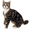 PHPBB cat-breeds : American Wirehair