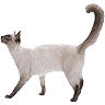 PHPBB cat-breeds : Balinese