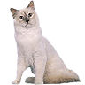 PHPBB cat-breeds : Birman