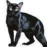 PHPBB cat-breeds : Bombay