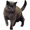 PHPBB cat-breeds : British Shorthair