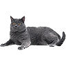 PHPBB cat-breeds : Chartreux