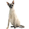 PHPBB cat-breeds : Colourpoint Shorthair