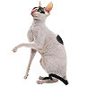 PHPBB cat-breeds : Cornish Rex