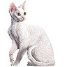 PHPBB cat-breeds : Devon Rex