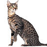 PHPBB cat-breeds : Egyptian Mau