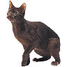 PHPBB cat-breeds : Havana Brown