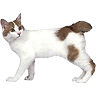 PHPBB cat-breeds : Japanese Bobtail