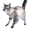 PHPBB cat-breeds : Javanese