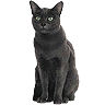 PHPBB cat-breeds : Korat