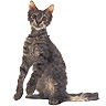 PHPBB cat-breeds : La Perm