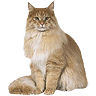 PHPBB cat-breeds : Maine Coon