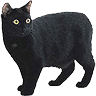 PHPBB cat-breeds : Manx