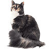 PHPBB cat-breeds : Norwegian Forest Cat