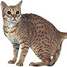 PHPBB cat-breeds : Ocicat