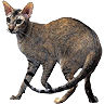 PHPBB cat-breeds : Oriental