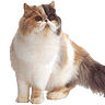 PHPBB cat-breeds : Persian